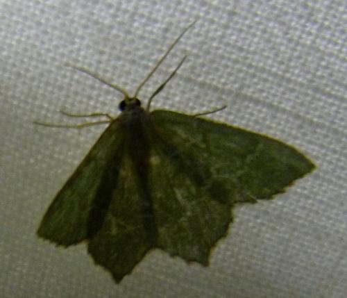 Réf. 284 897 : Hemithea aestivaria